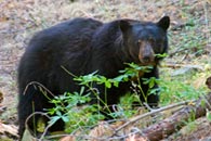 - Male Black Bear, Kings Canyon NP -