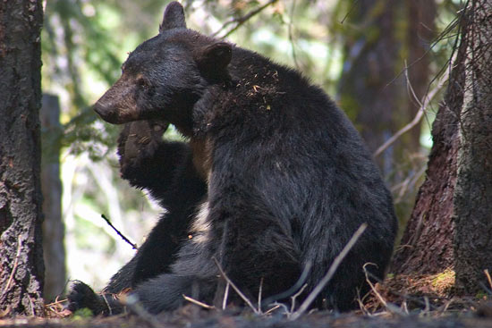 - Male Black Bear Scratching His Face, Kings Canyon NP -