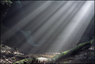 - Sun Beams Filtering Through the Trees, Shades St. Park, IN -