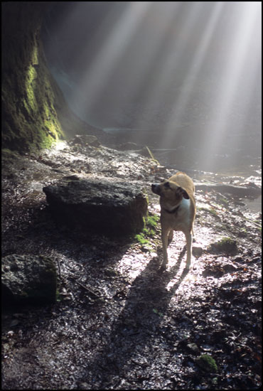 - Gretta the Dog, Bathed in Sun Beams, Shades St. Park, IN -