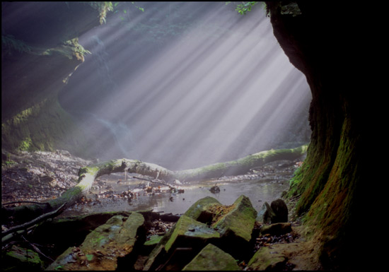 - Sun Beams Filtering Through the Trees, Shades St. Park, IN -