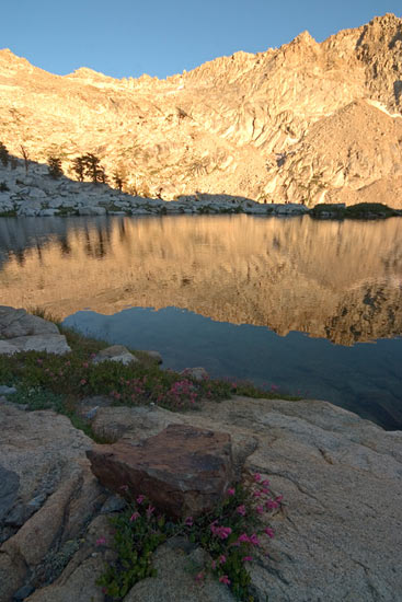 - Wildflowers Growing Along Upper Crystal Lake, Late Afternoon, Mineral King Area, Sequoia NP -