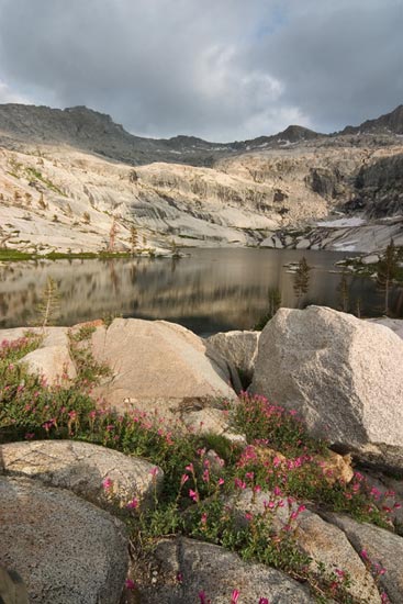 - Indian Paintbrush Wildflowers at Pear Lake, Sequoia NP -