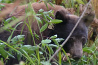 - Tagged Black Bear Stalking Through Crescent Meadow, Sequoia NP -