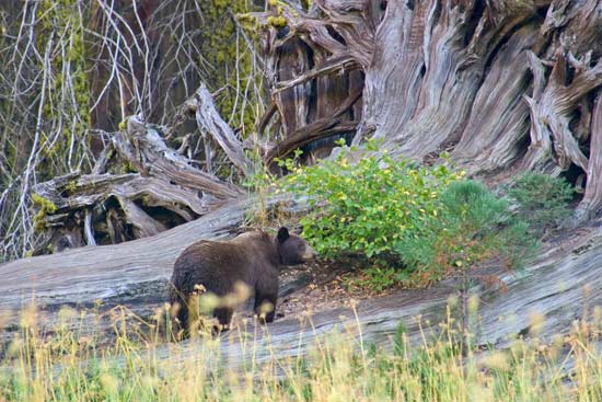 - Black Bear Walking on a Fallen Giant Sequoia, Sequoia NP -