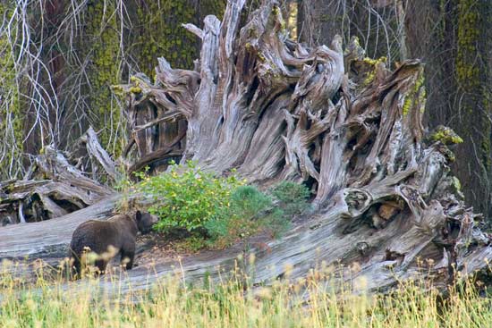 - Black Bear Walking on a Fallen Giant Sequoia, Sequoia NP -