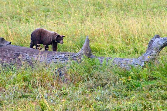 - Black Bear Walking on a Fallen Giant Sequoia, Sequoia NP -