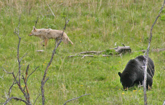 - Large Black Bear and Coyote, Yellowstone NP -
