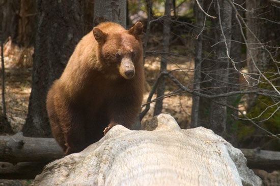 - Cinnamon Black Bear Sow Crossing the Merced River on a Fallen Tree, Yosemite NP -
