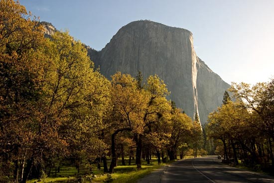 - Oak Trees Lining Southside Drive, Below El Capitan, Yosemite NP -