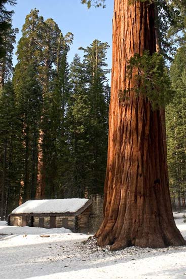 - Giant Sequoia Next to a Cabin in Winter, Mariposa Grove, Yosemite NP -