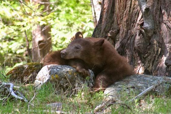 - Tagged Cinnamon Black Bear Sow Sleeping on a Rock, Yosemite NP -