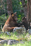 - Tagged Cinnamon Black Bear Sow Playing with Her Cub, Yosemite NP -