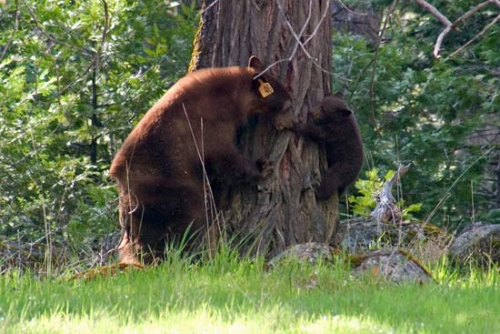 - Tagged Cinnamon Black Bear Sow Playing with Her Cub, Yosemite NP -