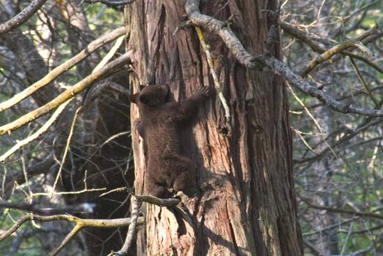 - Black Bear Cub Climbing High in a Tree, Yosemite NP -