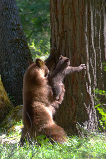 - Cinnamon Black Bear Sow Pulling Her Cub Down From a Tree, Yosemite NP -