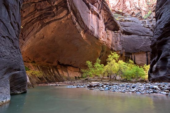 - Cottonwoods in Fall Color in a Deep Alcove in the Virgin River Narrows, Zion NP -