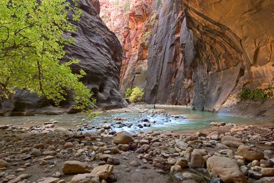 - Cottonwood in Fall Color Under an Alcove in the Virgin River Narrows, Zion NP -
